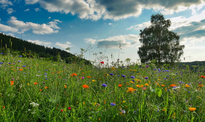 Pilgerweg in Grund