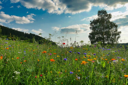 Pilgern in Grund